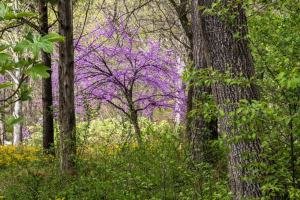AR21sp-6-Red-Bud-at-Crystal-Bridges-Museum-of-American-Art-Bentonville-Arkansas