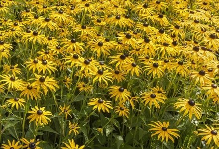 POsu82 Black Eyed Susans