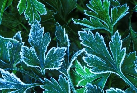 HWf2 Frost on Parsley