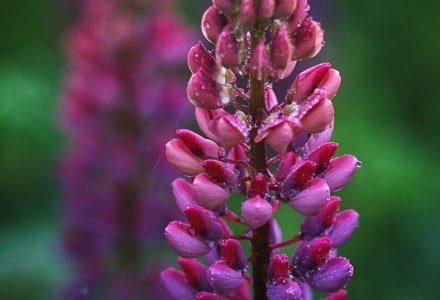 HWsp32 Single Pink Lupine