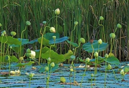 HWsu3 Lotus Pond, Durham, Maine