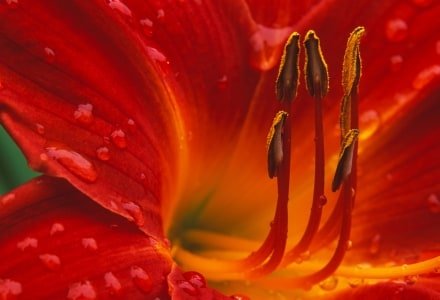 HWsu30 Red Daylily