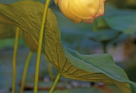 HWsu4 Lotus Blossom
