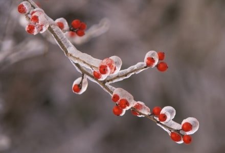 HWw1 Frozen Red Berries