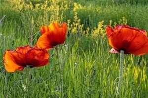 IDsp23-24-Poppie-Field-Driggs-Idaho