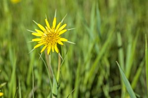 IDsu25-4-Salsify-sq