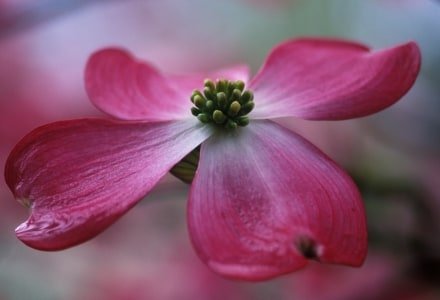 SMsp22 Pink Dogwood Blossom, Great Smoky Mountain National Park, Tennessee