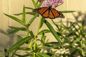 KFsu122-Monarch-Butterfly-on-Milkweed