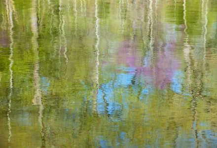 NTsp27 Spring Foliage Reflections