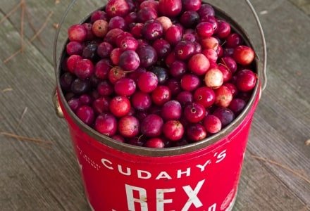 RLf5 Maine Cranberries in a Pail