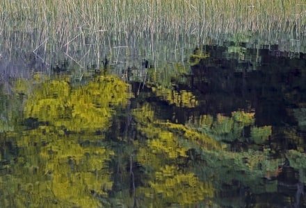 SLCf16 Chain of Ponds Grasses