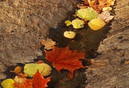 SLf101 Carrabassett Leaf Trail