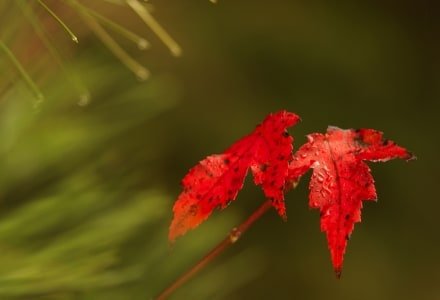SLf147 Small Maple Leaves