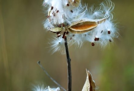 SLf192 Milkweed