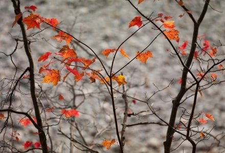 SLf196 Bright Leaves Dark Branches