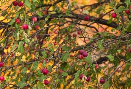 SLf211 Apple Tree