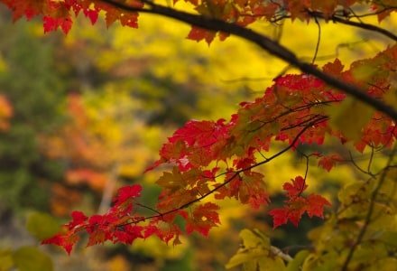 SLf253 Carrabassett Foliage