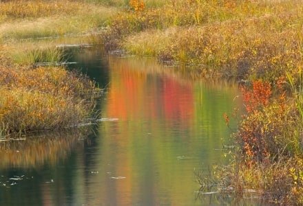 SLf46 Stream Reflections