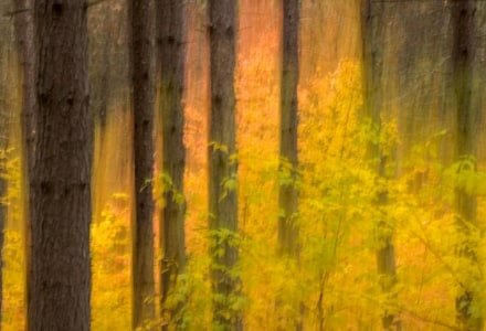 SLf482 Pine Trunks with Yellow Understory