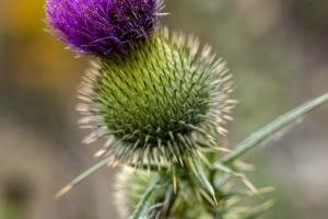 SLf634-Thistle-Detail-with-Orange-Foliage-Hedgehog-Hill