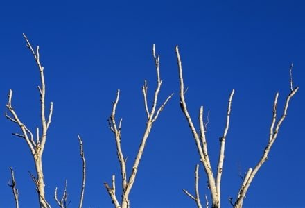 SLw71 White Branches Blue Sky
