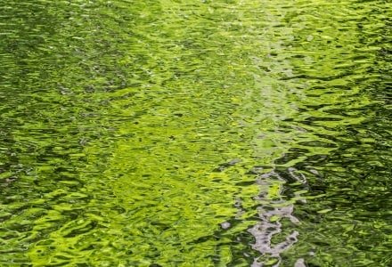 SMsp49-Spring Green Reflection