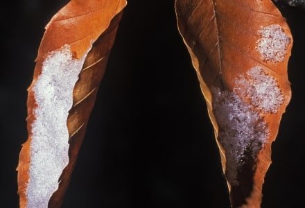 WI29 Beech Leaves with Snow
