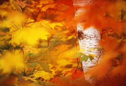 WMf2 Birch in Foliage