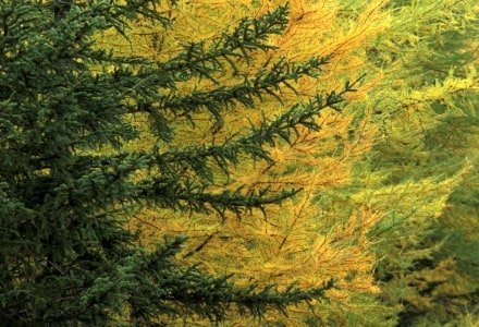 WMf3-a Yellow and Green, Kancamagus Highway, Conway, NH