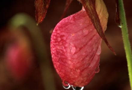 WNsp12 Pink Lady Slipper with rain drop