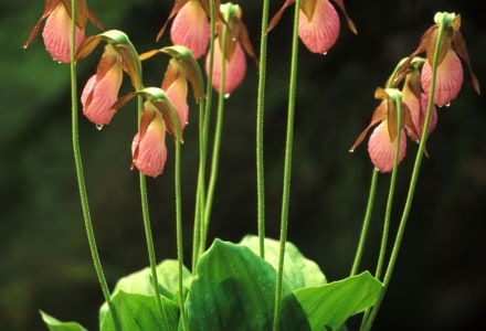 WNsp14 Eleven Pink Lady Slippers