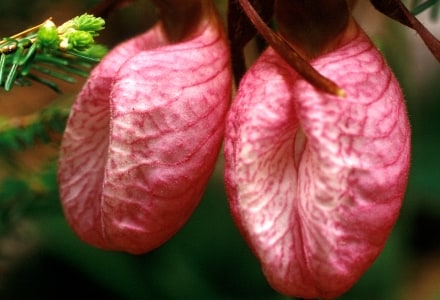 WNsp17 Pair of Pink Lady Slippers