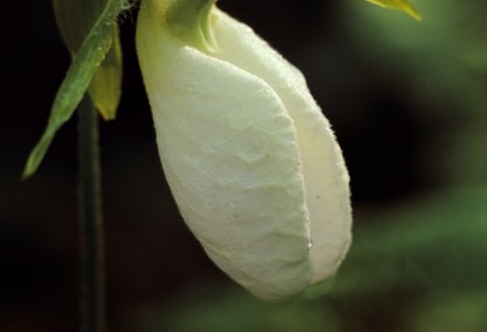 WNsp19 White Lady Slipper