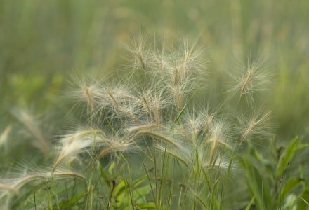 WNsu29 Marsh Grass Stems