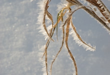 WNw38 Frosty Grass