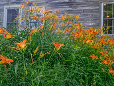 FDsu5-Day-Lilies-across-the-street-from-Lost-Kitchen