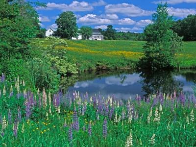 HWsu2-Lupine by Farm