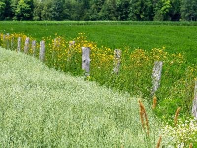 WIsu18-Door-County-Oat-Field-with-Fence-Line, Door County, Wisconsin