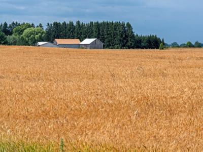 WIsu2-Door-County-Wheat-Field, Wisconsin