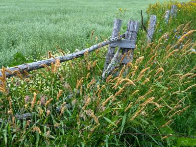 WIsu8-Door-County-Wheat-Oat-and-Soybean-Fields