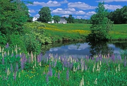 HWsu2-Lupine by Farm