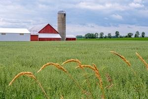 WIsu11-Door-County-Wheat-and-Oat-Field