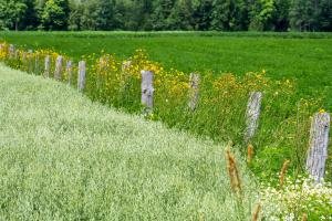 WIsu18-Door-County-Oat-Field-with-Fence-Line, Door County, Wisconsin
