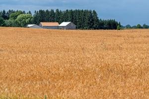 WIsu2-Door-County-Wheat-Field, Wisconsin