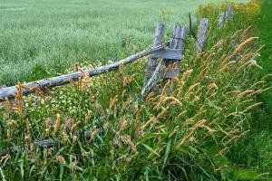 WIsu8-Door-County-Wheat-Oat-and-Soybean-Fields