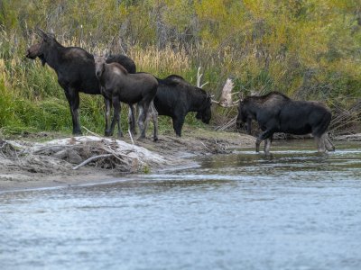 IDf18-13-Moose-Family-Tussle-Teton-River-ID