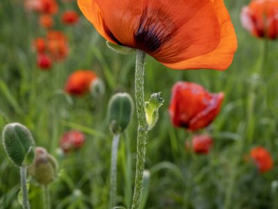 IDsp23-19-Poppy-Field-Driggs-Idaho
