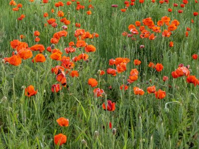 IDsp23-20-Poppy-Field-Driggs-Idaho