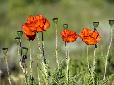 IDsp23-34-Poppies-on-Ski-Hill-Road