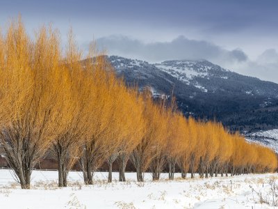 IDw19-24-Willow-Line-